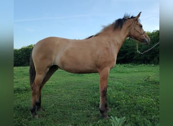 Caballo del fiordo noruego (Fjord) Mestizo, Yegua, 1 año, 140 cm, Bayo