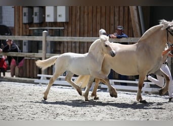 Caballo del fiordo noruego (Fjord), Yegua, 1 año, 146 cm, Red Dun/Cervuno