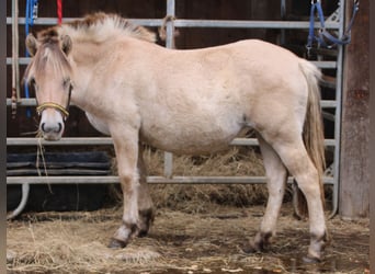 Caballo del fiordo noruego (Fjord), Yegua, 1 año, 150 cm, Bayo