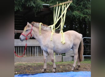 Caballo del fiordo noruego (Fjord), Yegua, 1 año, 150 cm, Bayo