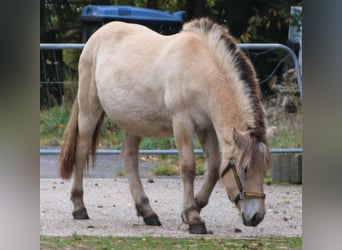 Caballo del fiordo noruego (Fjord), Yegua, 1 año, 150 cm, Bayo