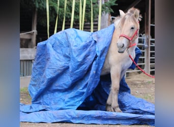 Caballo del fiordo noruego (Fjord), Yegua, 1 año, 150 cm, Bayo