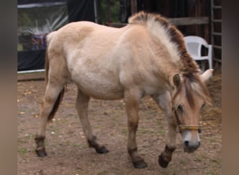 Caballo del fiordo noruego (Fjord), Yegua, 1 año, 150 cm, Bayo