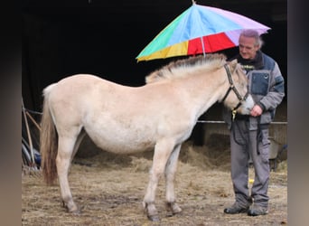 Caballo del fiordo noruego (Fjord), Yegua, 1 año, 150 cm, Bayo