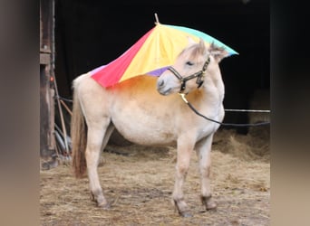 Caballo del fiordo noruego (Fjord), Yegua, 1 año, 150 cm, Bayo