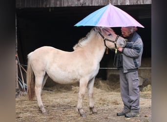 Caballo del fiordo noruego (Fjord), Yegua, 1 año, 150 cm, Bayo