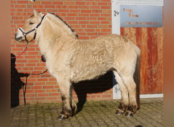 Caballo del fiordo noruego (Fjord), Yegua, 25 años, 141 cm