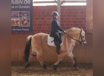 Caballo del fiordo noruego (Fjord), Yegua, 25 años, 141 cm