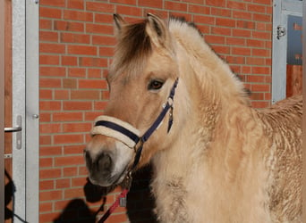 Caballo del fiordo noruego (Fjord), Yegua, 25 años, 141 cm