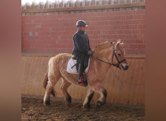 Caballo del fiordo noruego (Fjord), Yegua, 25 años, 141 cm