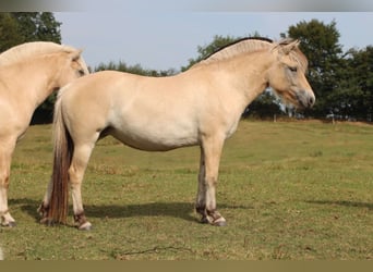 Caballo del fiordo noruego (Fjord), Yegua, 2 años, 142 cm, Bayo