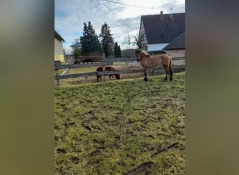 Caballo del fiordo noruego (Fjord), Yegua, 3 años, 135 cm, Bayo