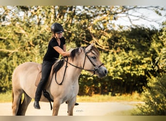 Caballo del fiordo noruego (Fjord), Yegua, 3 años, 142 cm