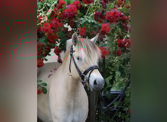 Caballo del fiordo noruego (Fjord), Yegua, 3 años, 143 cm, Bayo
