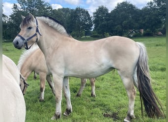 Caballo del fiordo noruego (Fjord), Yegua, 3 años, 150 cm, Bayo