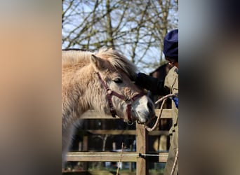 Caballo del fiordo noruego (Fjord), Yegua, 3 años, Bayo