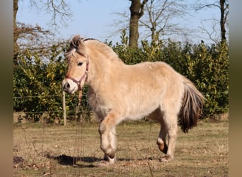 Caballo del fiordo noruego (Fjord), Yegua, 3 años, Bayo