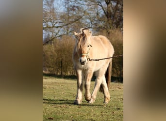 Caballo del fiordo noruego (Fjord), Yegua, 3 años, Bayo