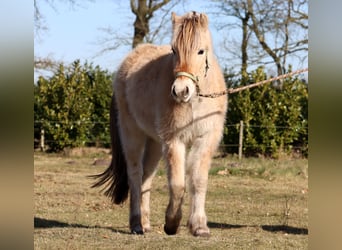 Caballo del fiordo noruego (Fjord), Yegua, 3 años, Bayo