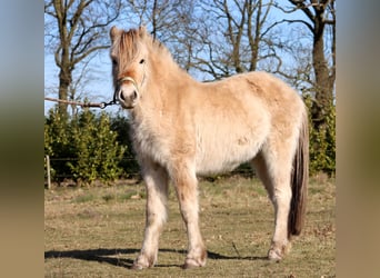 Caballo del fiordo noruego (Fjord), Yegua, 3 años, Bayo