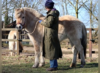 Caballo del fiordo noruego (Fjord), Yegua, 3 años, Bayo