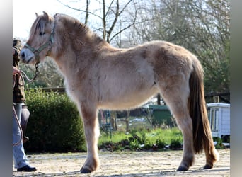 Caballo del fiordo noruego (Fjord), Yegua, 3 años, Bayo