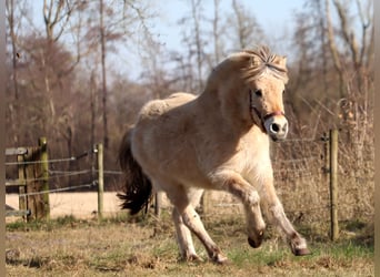 Caballo del fiordo noruego (Fjord), Yegua, 3 años, Bayo