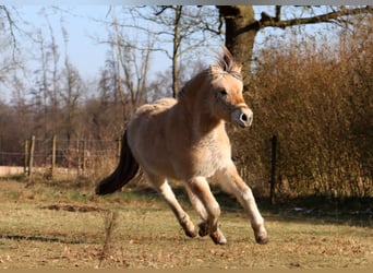 Caballo del fiordo noruego (Fjord), Yegua, 3 años, Bayo