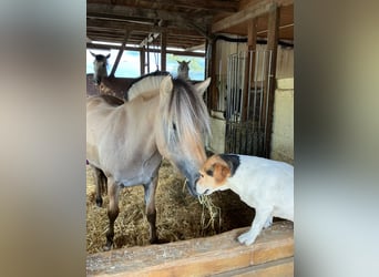 Caballo del fiordo noruego (Fjord), Yegua, 4 años, 140 cm, Castaño claro