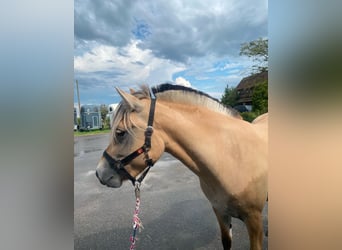 Caballo del fiordo noruego (Fjord), Yegua, 4 años, 140 cm, Castaño claro