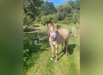 Caballo del fiordo noruego (Fjord), Yegua, 5 años, 139 cm, Bayo