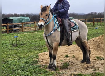 Caballo del fiordo noruego (Fjord) Mestizo, Yegua, 5 años, 151 cm, Bayo