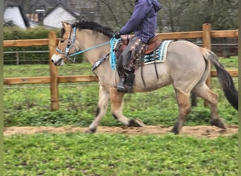 Caballo del fiordo noruego (Fjord) Mestizo, Yegua, 5 años, 151 cm, Bayo