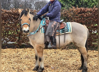 Caballo del fiordo noruego (Fjord) Mestizo, Yegua, 5 años, 151 cm, Bayo