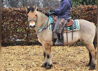 Caballo del fiordo noruego (Fjord) Mestizo, Yegua, 5 años, 151 cm, Bayo