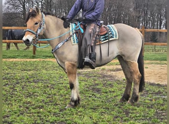 Caballo del fiordo noruego (Fjord) Mestizo, Yegua, 5 años, 151 cm, Bayo