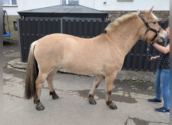 Caballo del fiordo noruego (Fjord), Yegua, 5 años, 157 cm, Bayo