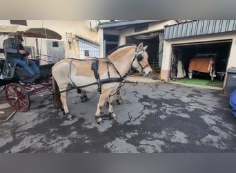 Caballo del fiordo noruego (Fjord), Yegua, 5 años, 157 cm, Bayo