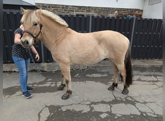 Caballo del fiordo noruego (Fjord), Yegua, 5 años, 157 cm, Bayo