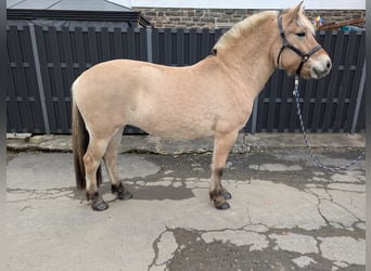 Caballo del fiordo noruego (Fjord), Yegua, 5 años, 157 cm, Bayo