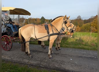 Caballo del fiordo noruego (Fjord), Yegua, 5 años, 157 cm, Bayo