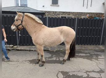 Caballo del fiordo noruego (Fjord), Yegua, 5 años, 157 cm, Bayo