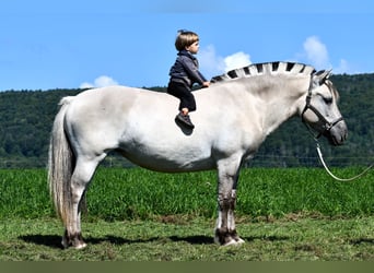 Caballo del fiordo noruego (Fjord), Yegua, 6 años, 142 cm, Bayo