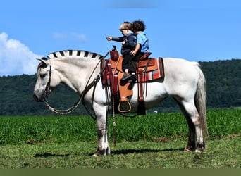 Caballo del fiordo noruego (Fjord), Yegua, 6 años, 142 cm, Bayo