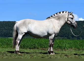 Caballo del fiordo noruego (Fjord), Yegua, 6 años, 142 cm, Bayo