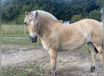 Caballo del fiordo noruego (Fjord), Yegua, 6 años, 144 cm, Palomino