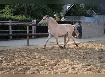 Caballo del fiordo noruego (Fjord), Yegua, 6 años, 144 cm, Palomino