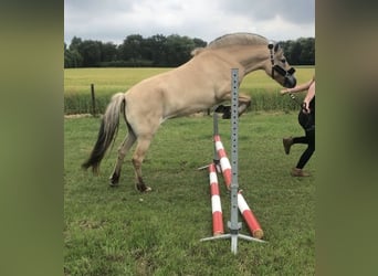 Caballo del fiordo noruego (Fjord), Yegua, 6 años, 144 cm, Palomino