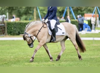 Caballo del fiordo noruego (Fjord), Yegua, 6 años, 144 cm, Palomino