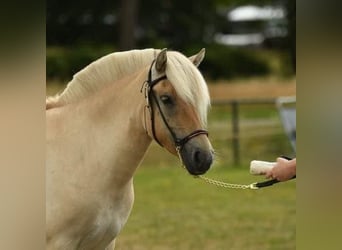 Caballo del fiordo noruego (Fjord), Yegua, 7 años, 140 cm, Castaño rojizo